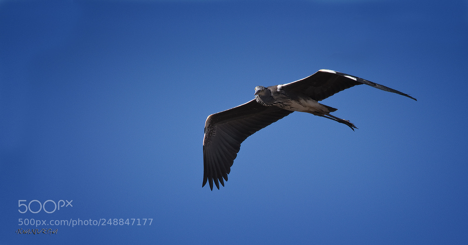 Nikon D90 sample photo. Vuelo ii photography