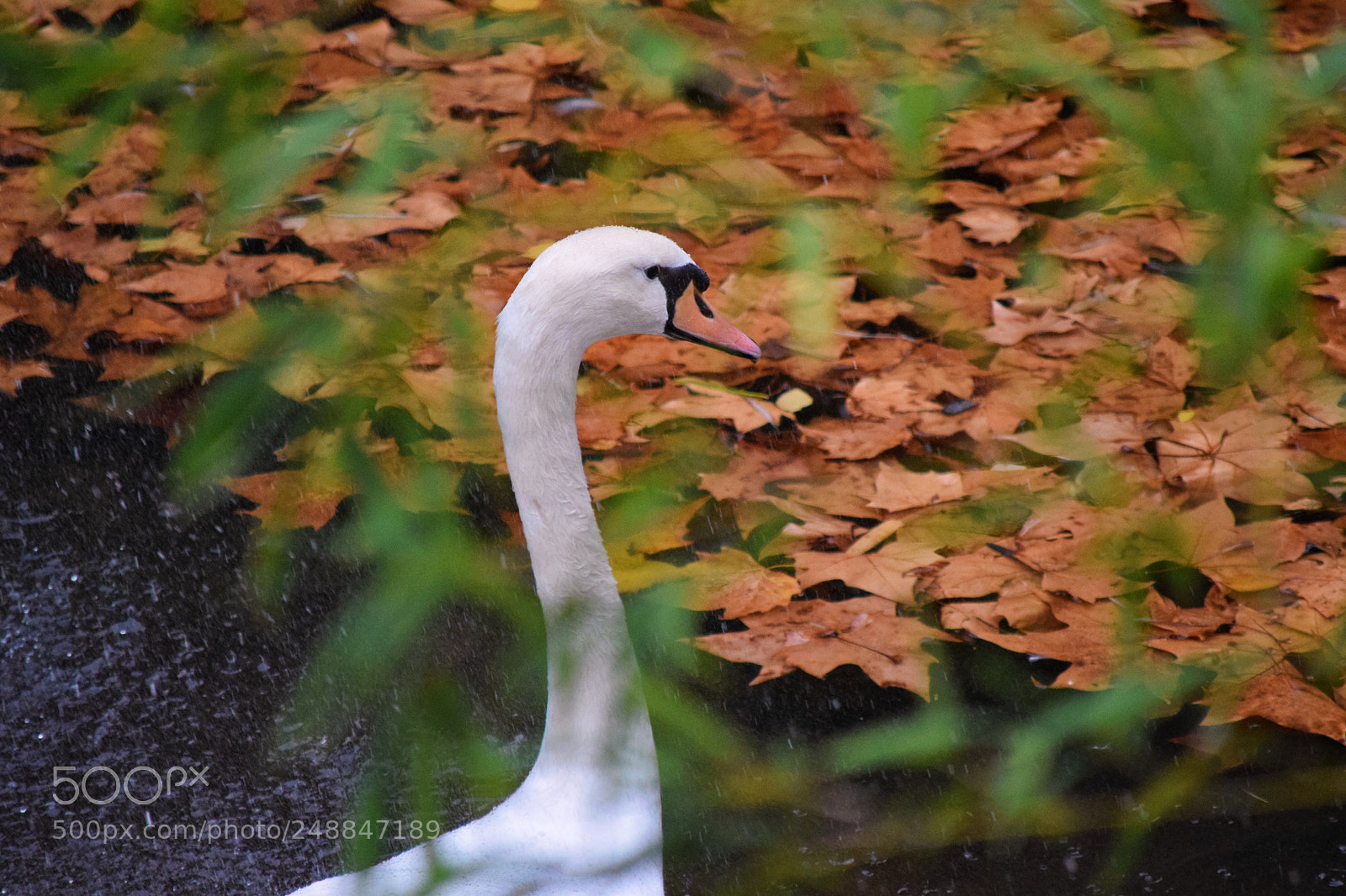 Nikon D5300 sample photo. Oculto tras los hojas photography