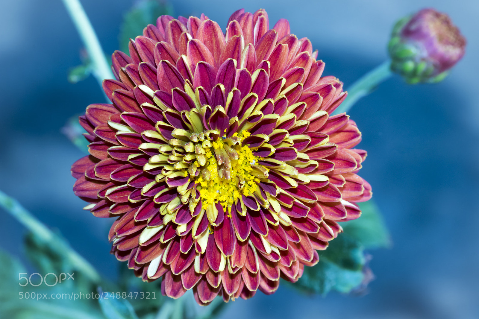Nikon D5300 sample photo. Red chrysanthemum photography