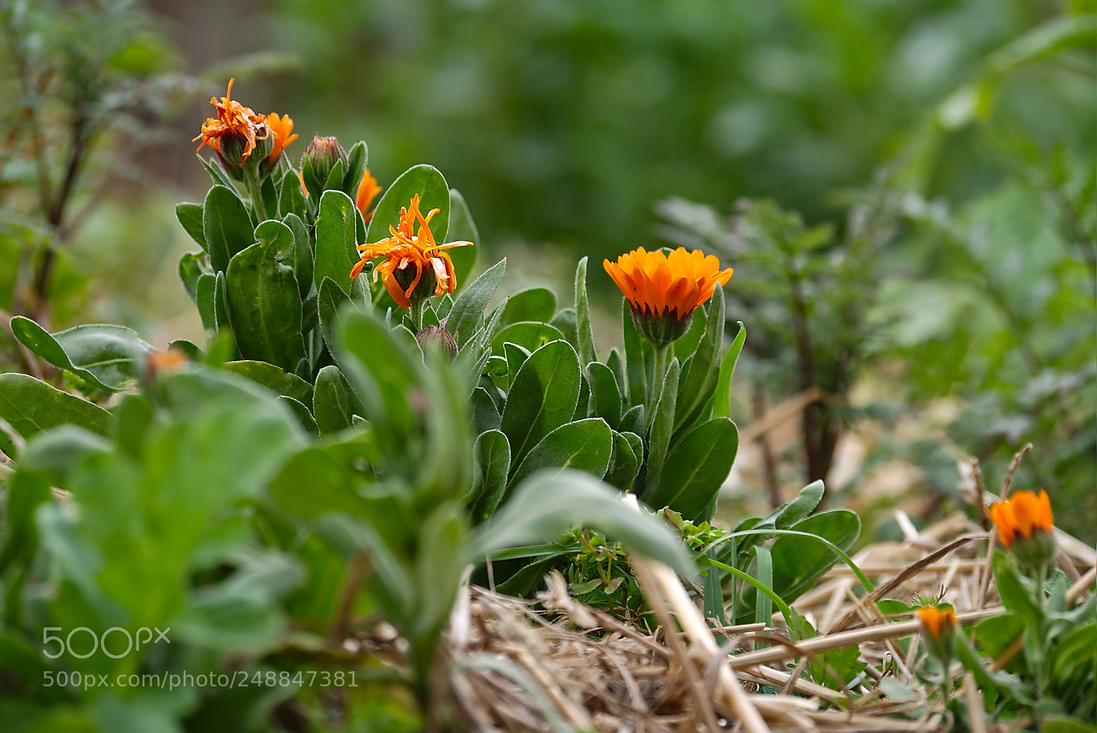 Panasonic Lumix DMC-GM1 sample photo. 2018 03 09 calendula officinalis photography