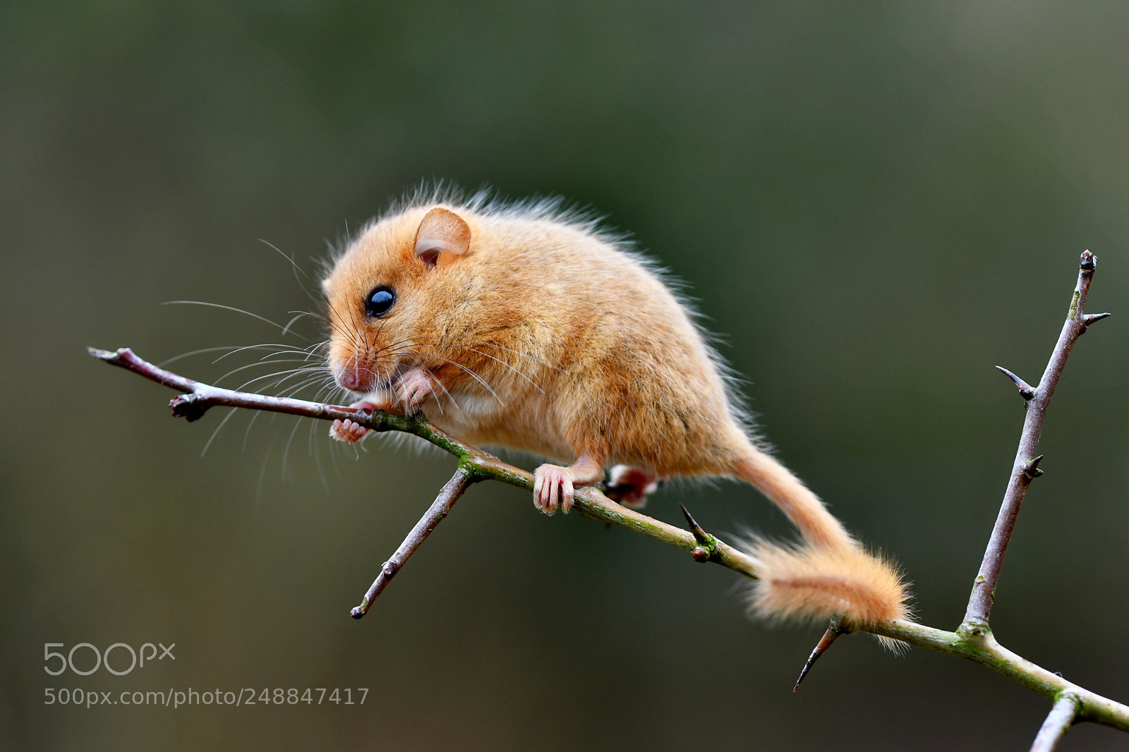 Nikon D500 sample photo. Hazel dormouse photography