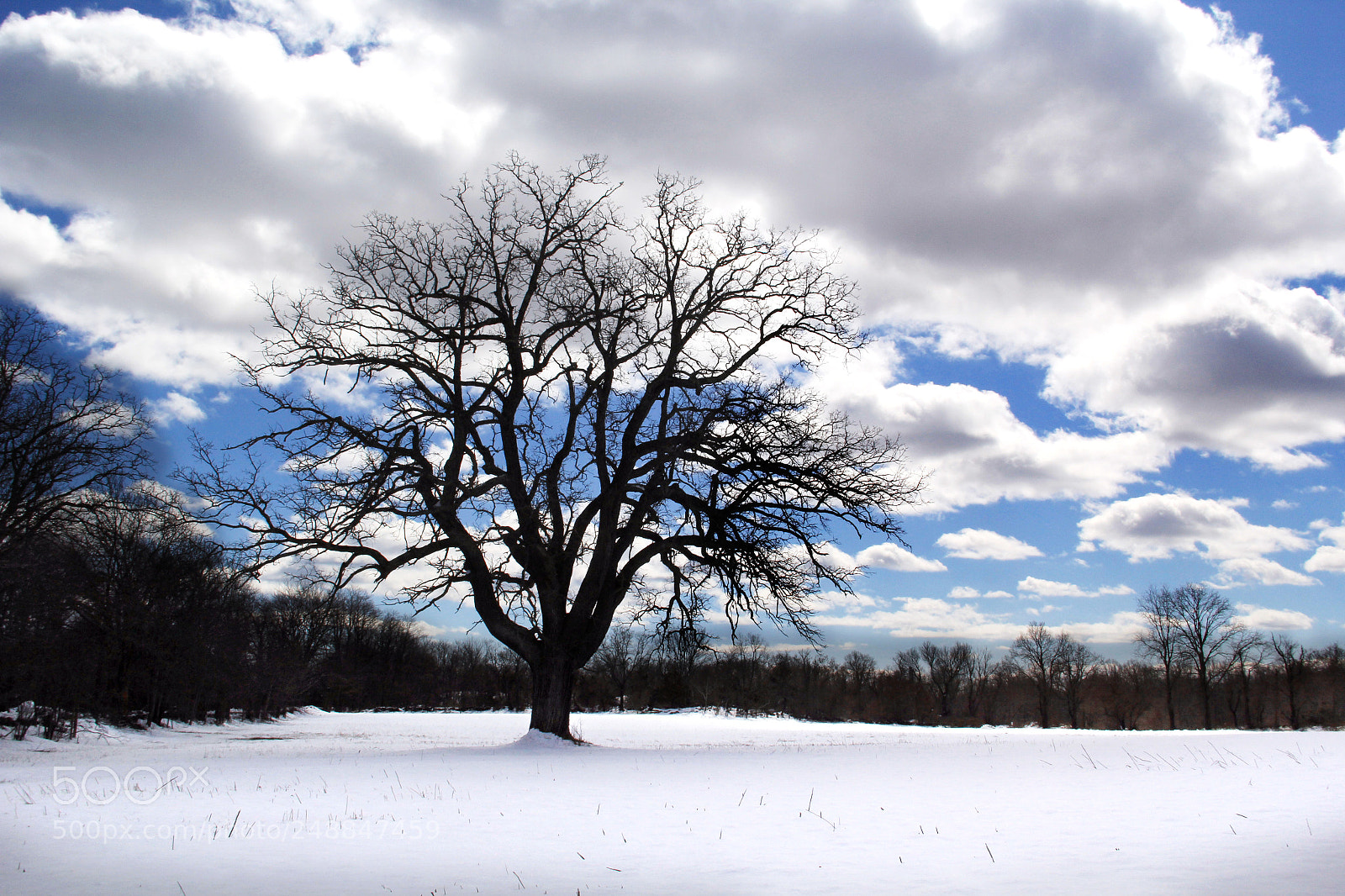 Canon EF-S 18-135mm F3.5-5.6 IS sample photo. Big tree in winter photography