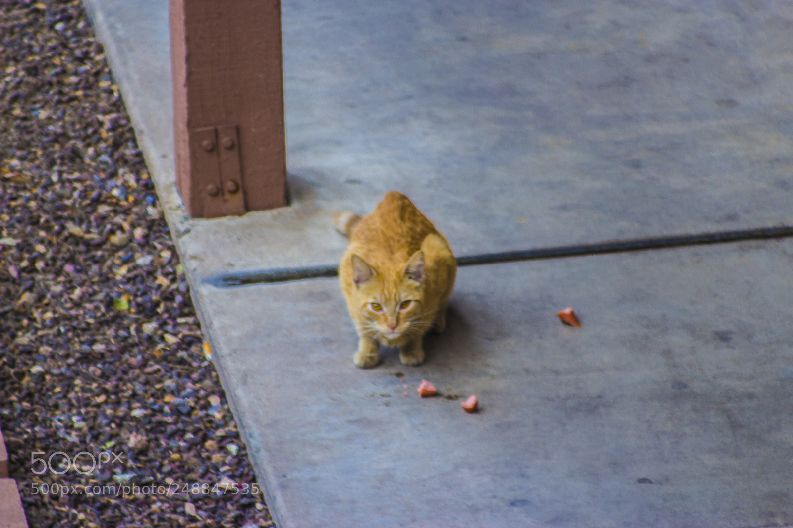 Canon EOS 600D (Rebel EOS T3i / EOS Kiss X5) sample photo. Apartment pet photography