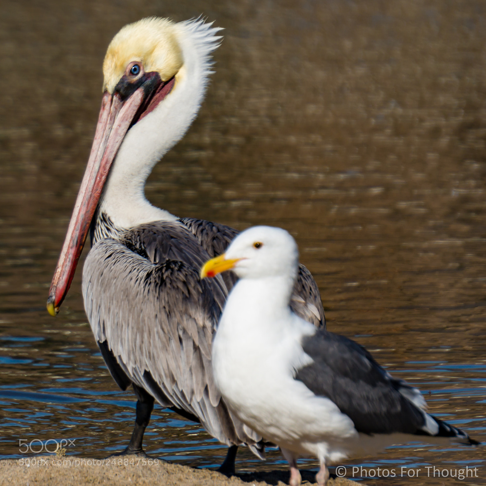 Sony Alpha NEX-5R sample photo. Of a feather photography