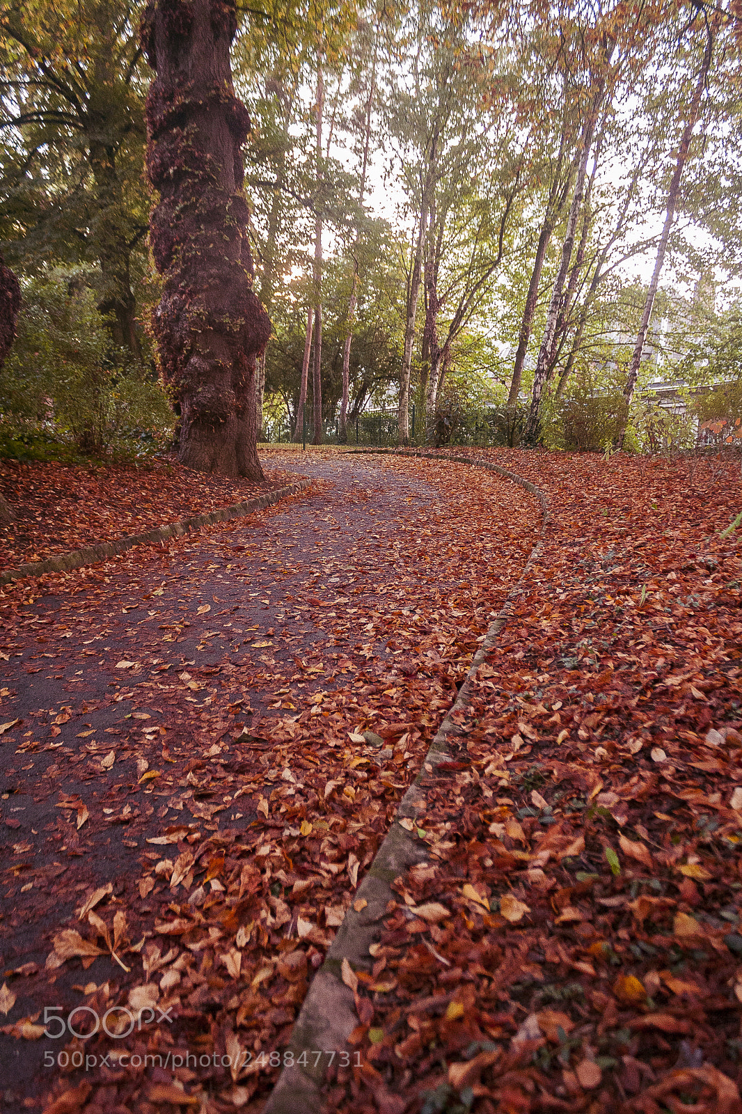 Canon EOS 1000D (EOS Digital Rebel XS / EOS Kiss F) sample photo. Autumn path photography