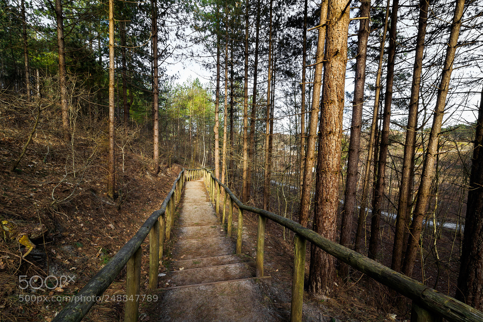 Canon EOS 1300D (EOS Rebel T6 / EOS Kiss X80) sample photo. Forrest stairs at schoorl photography