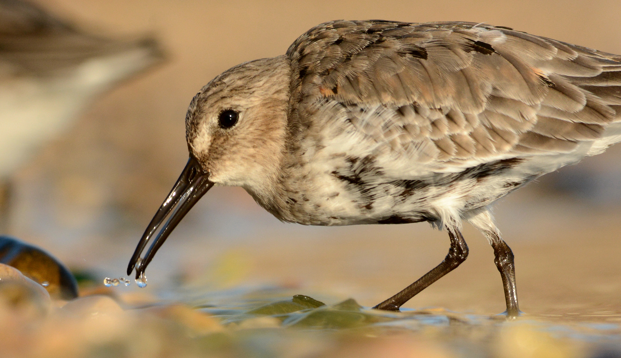 Nikon D7100 + Sigma 150-500mm F5-6.3 DG OS HSM sample photo. Dunlin : close up photography