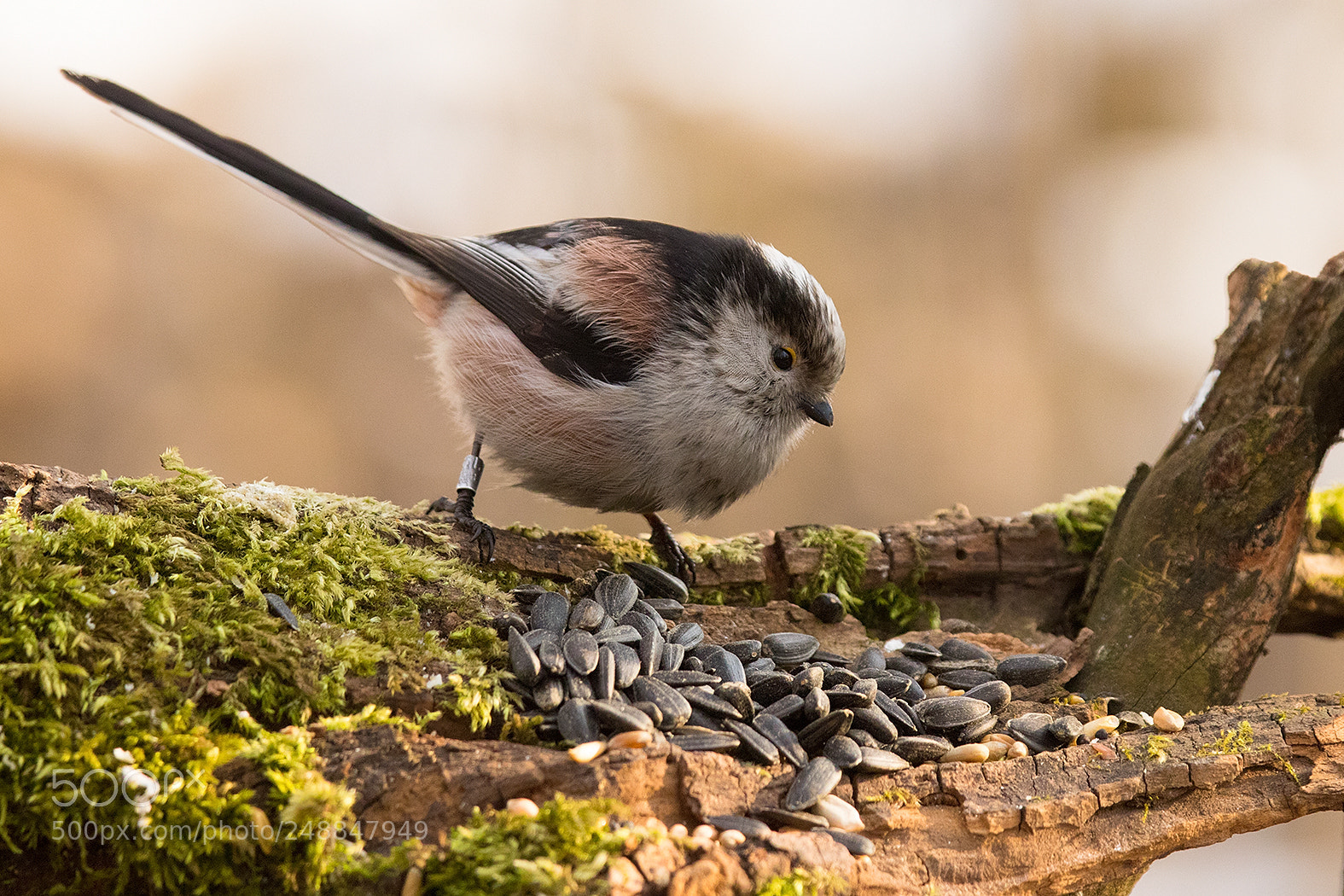 Canon EOS 7D Mark II sample photo. Titmouse photography