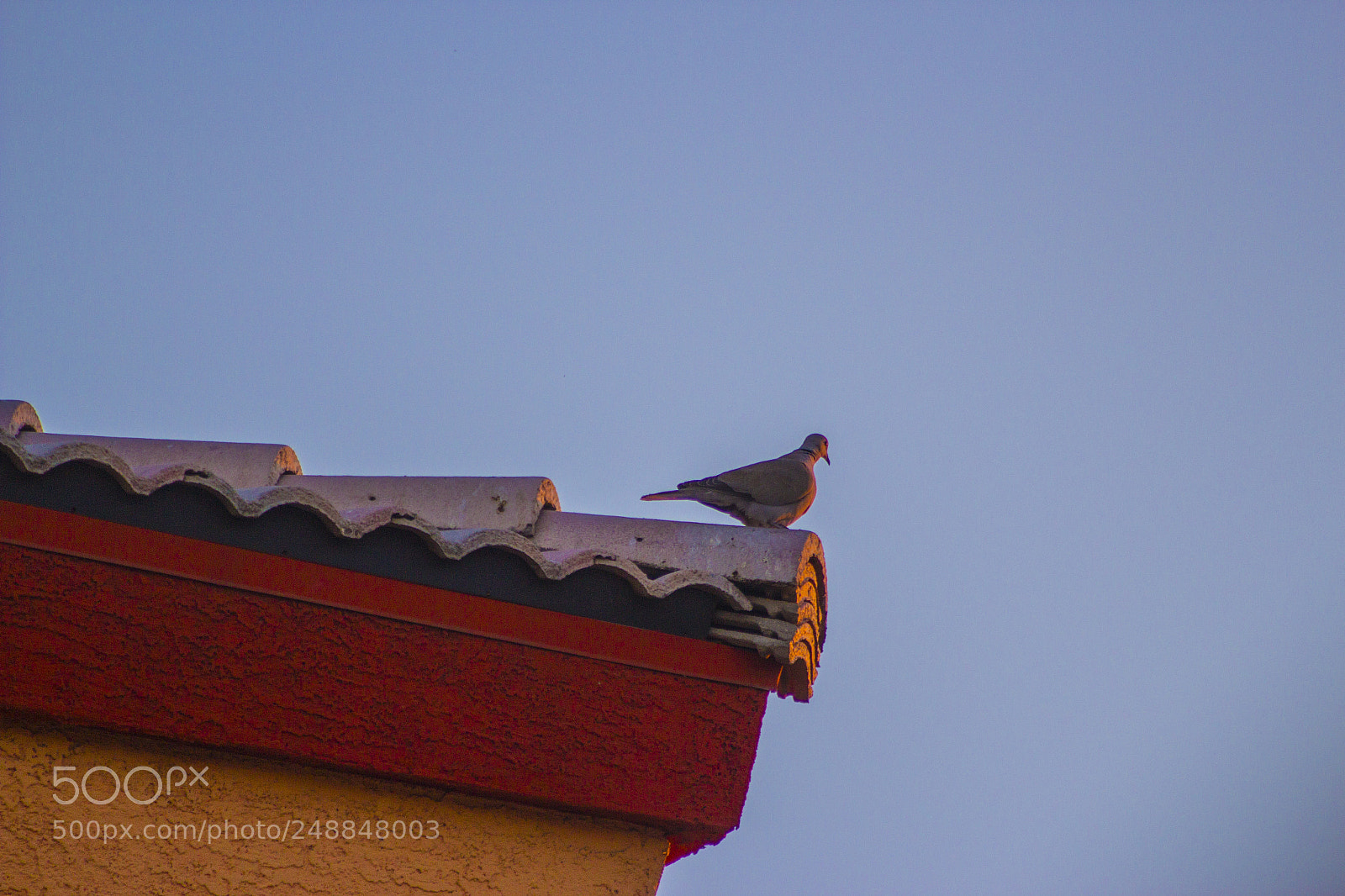 Canon EOS 600D (Rebel EOS T3i / EOS Kiss X5) sample photo. Lonely dove photography