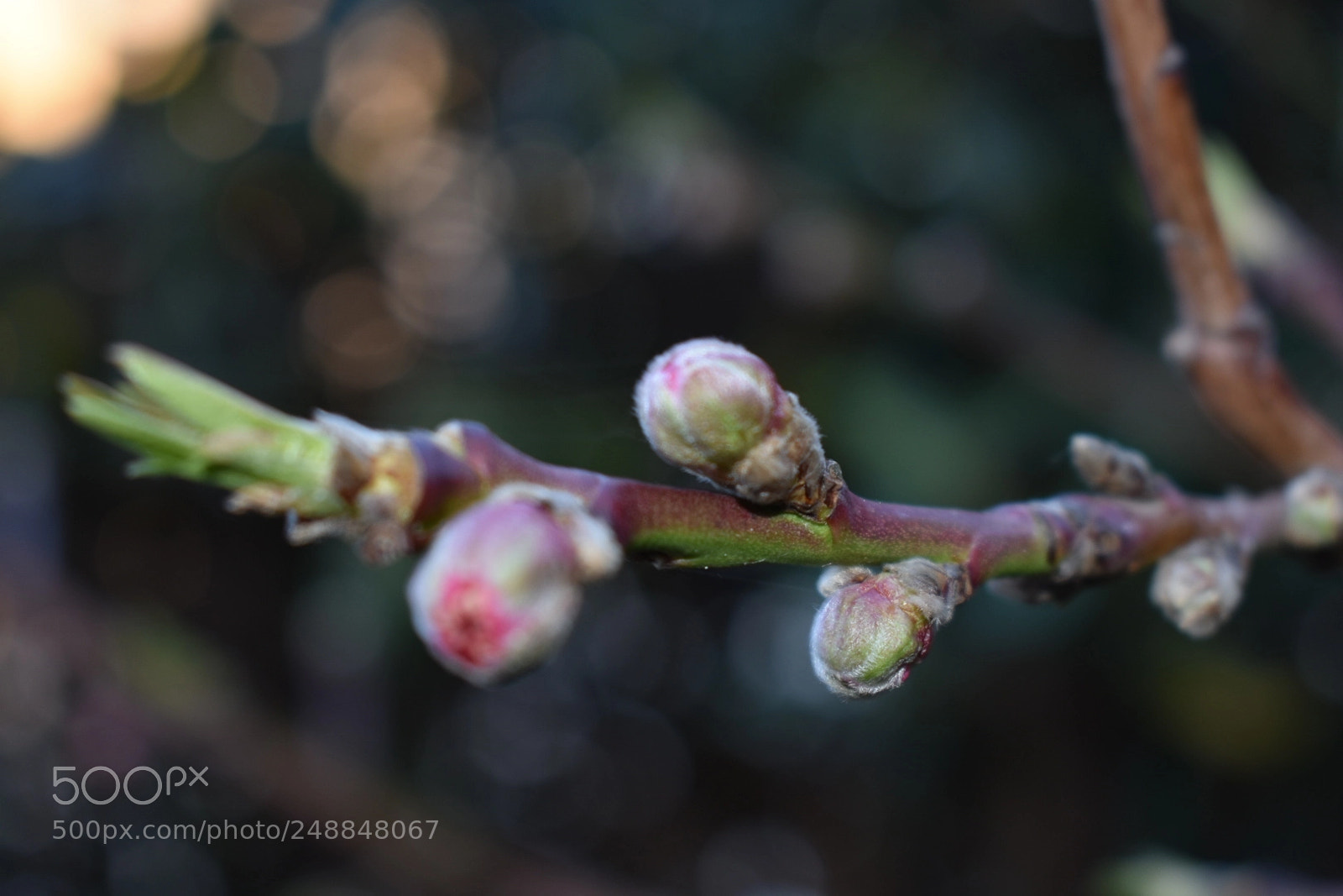 Nikon D3400 sample photo. Fiori di pesco photography