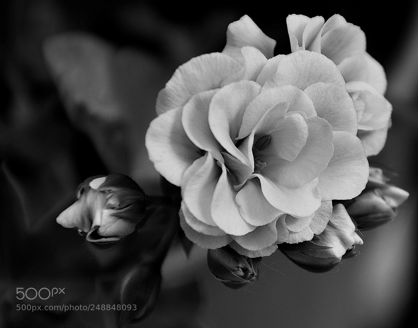 Nikon D7000 sample photo. Fb&n photography