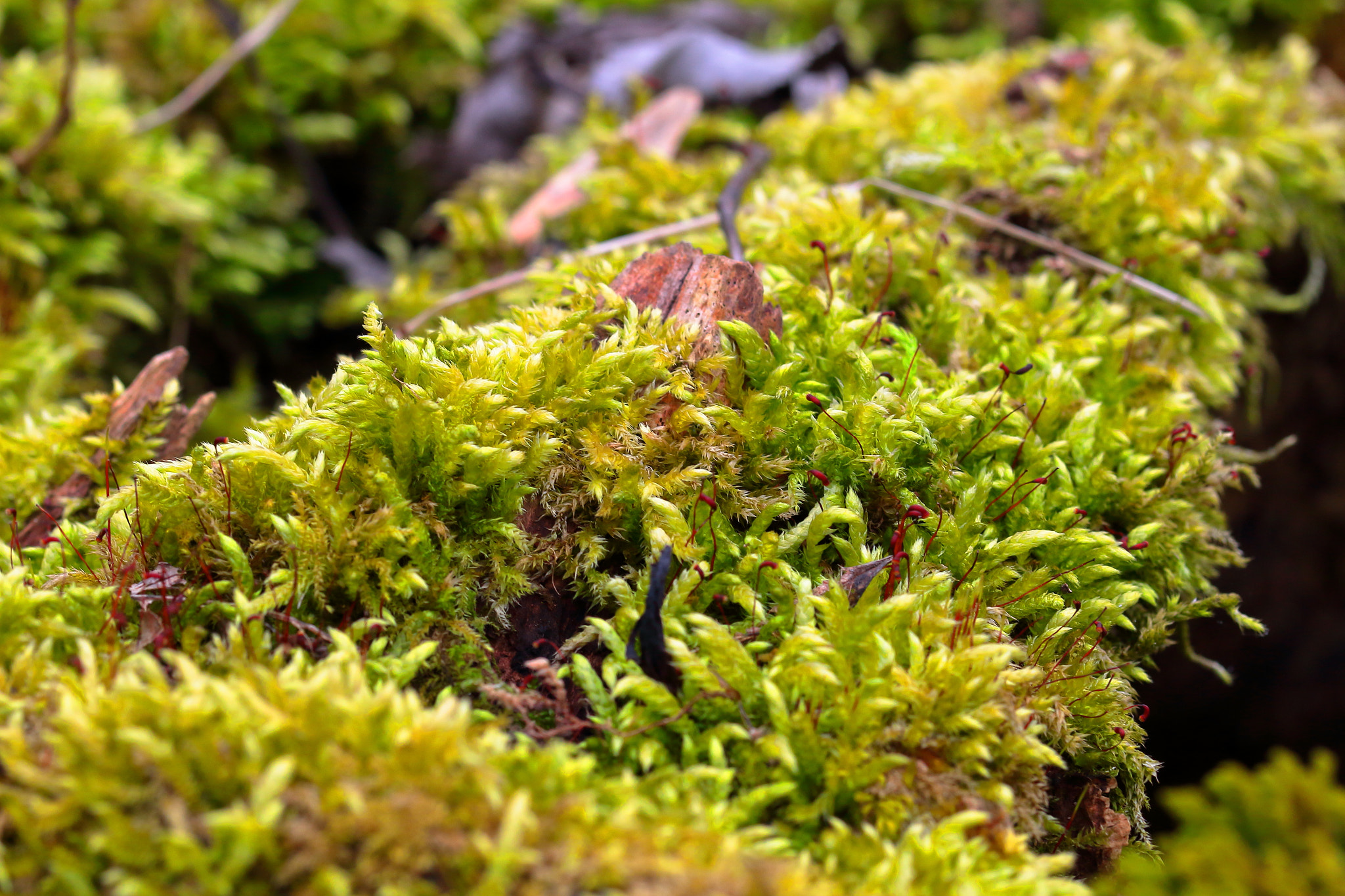 Sigma 105mm F2.8 EX DG OS HSM sample photo. Moss close-up photography