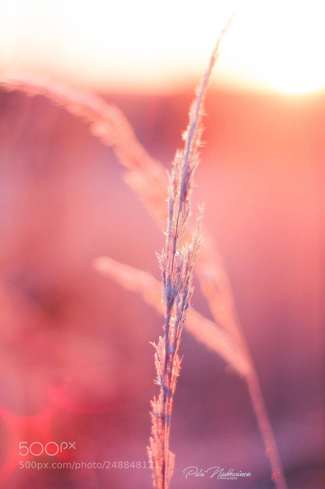 Canon EOS 7D sample photo. Pink sunset photography