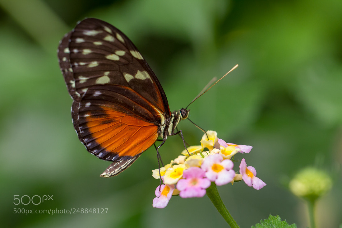 Canon EOS 7D sample photo. Butterfly heliconius photography