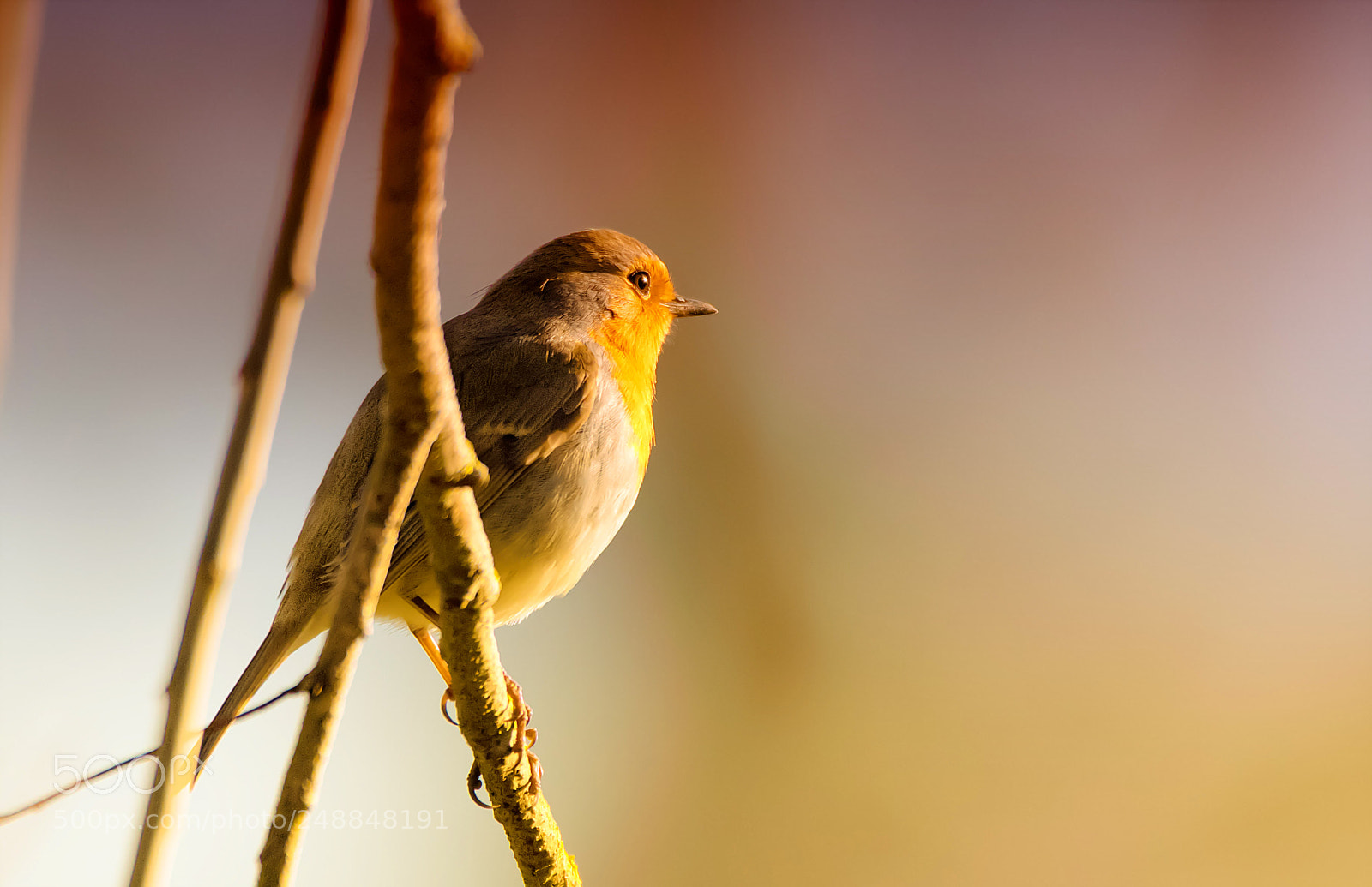 Canon EOS 7D Mark II sample photo. Robin photography