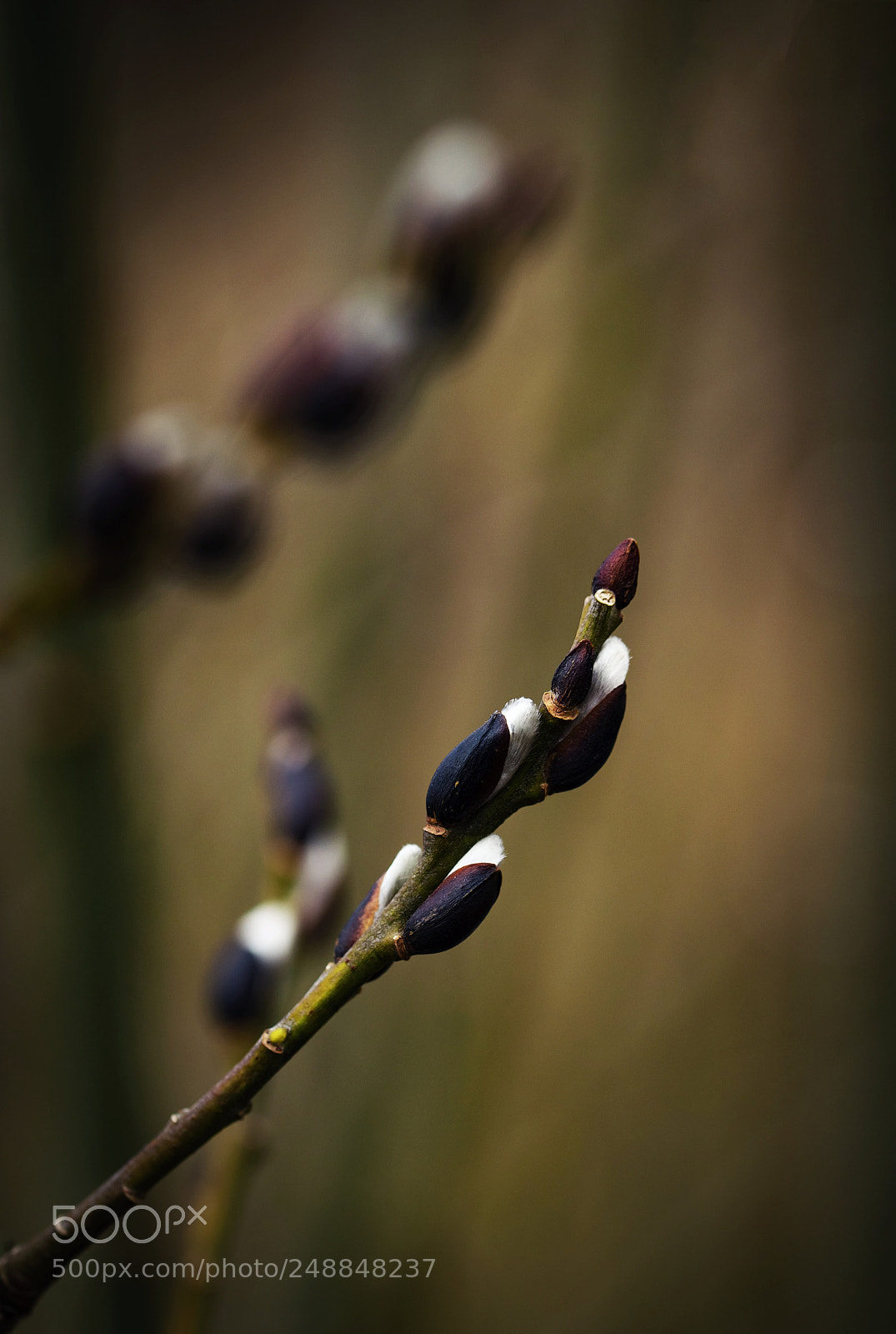 Nikon D5500 sample photo. Details spring willow twig photography