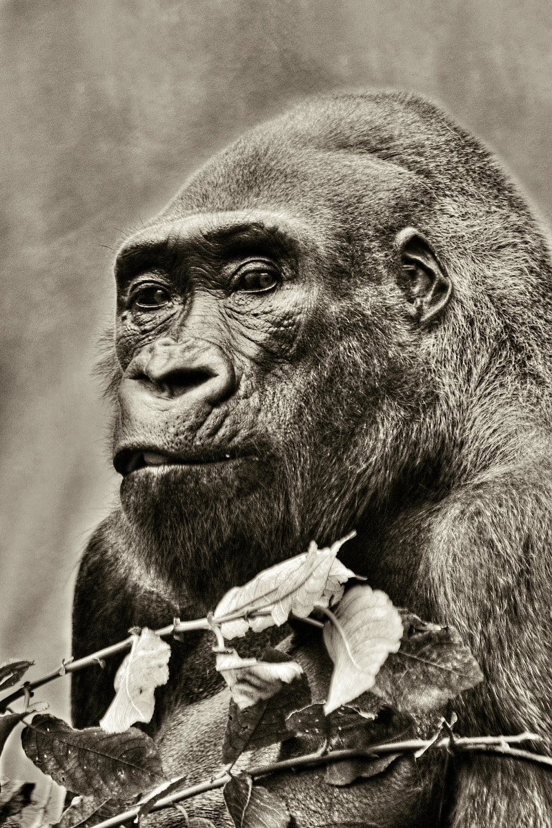 Canon EF 70-300mm F4-5.6 IS USM sample photo. Gorilla photography