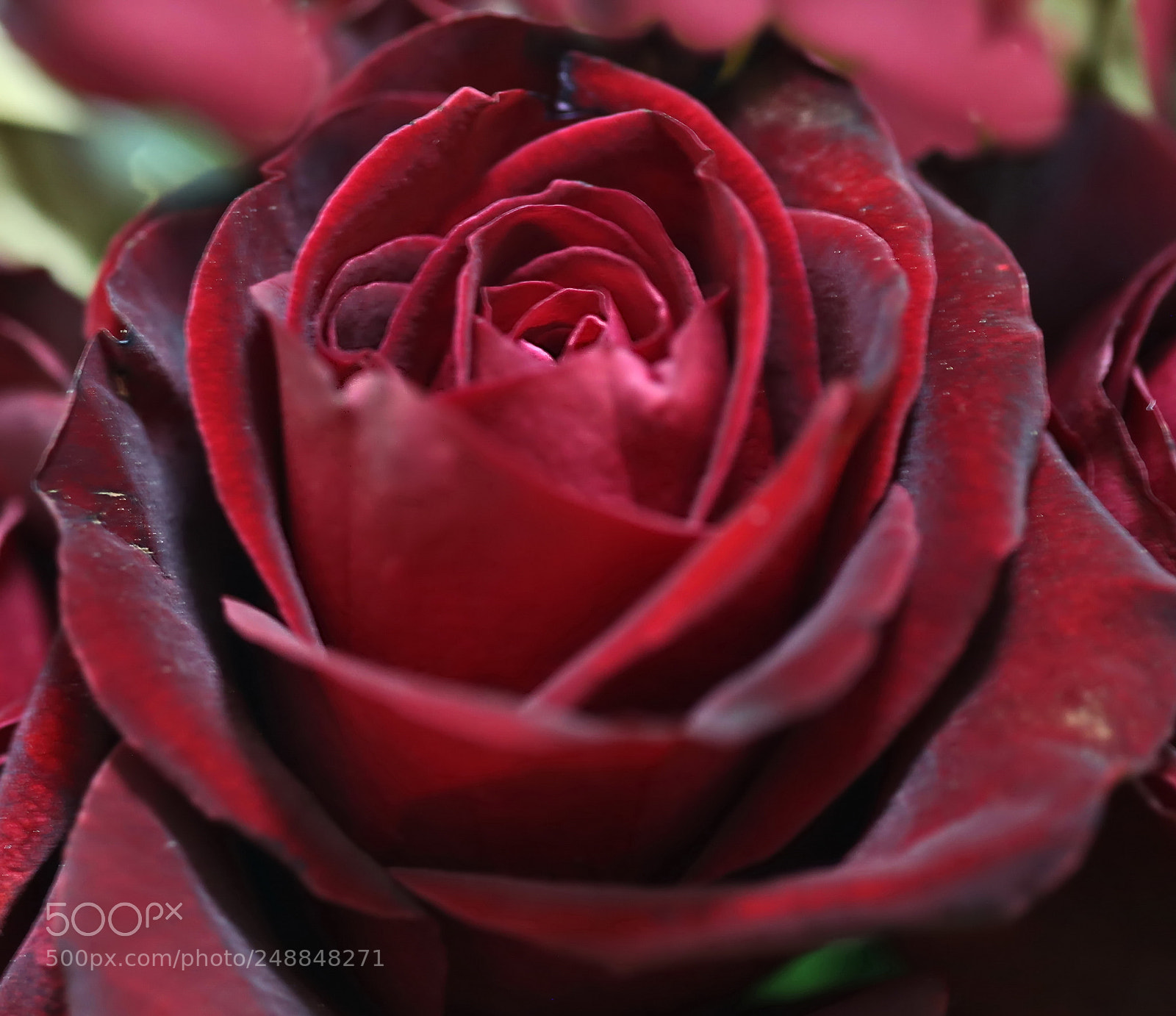 Canon EOS 6D sample photo. A beautiful red rose... photography