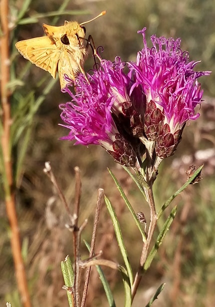 LG K430TV sample photo. Flores do campo photography