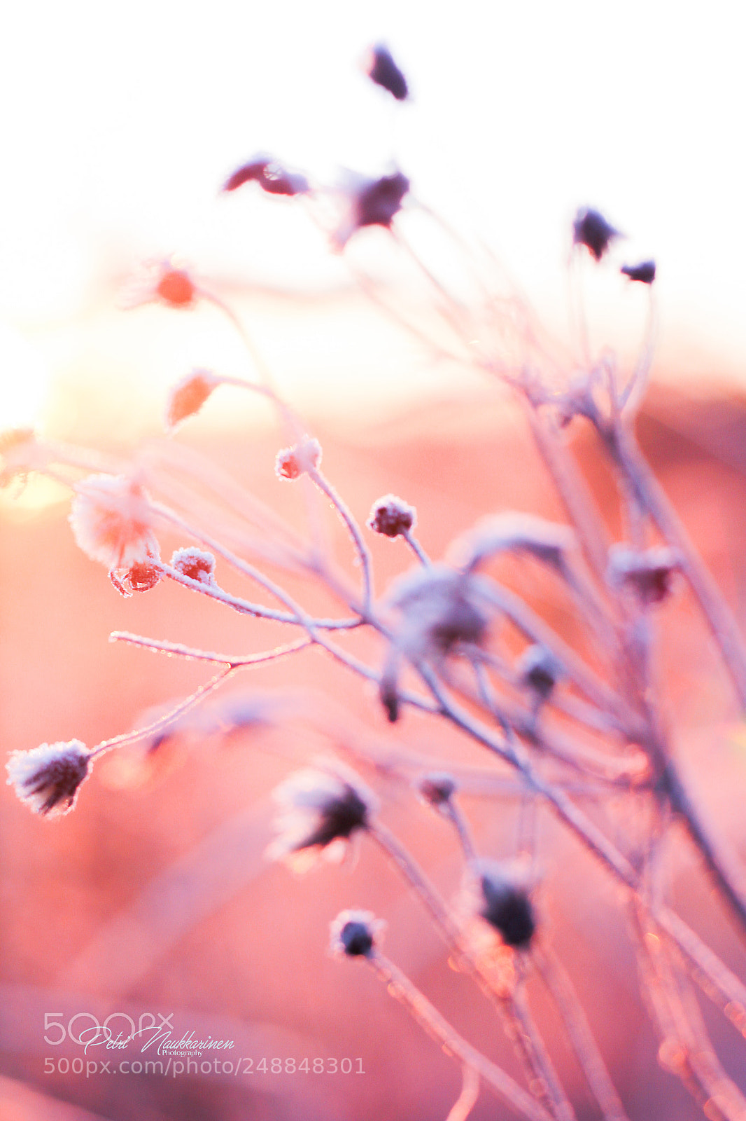 Canon EOS 7D sample photo. Frozen pink photography