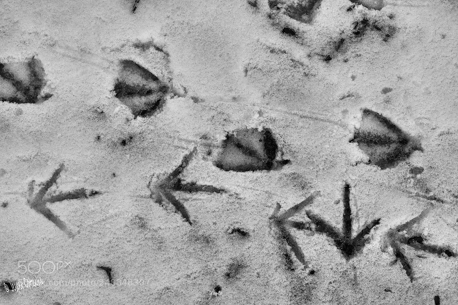 Canon EOS 40D sample photo. Untitled photography