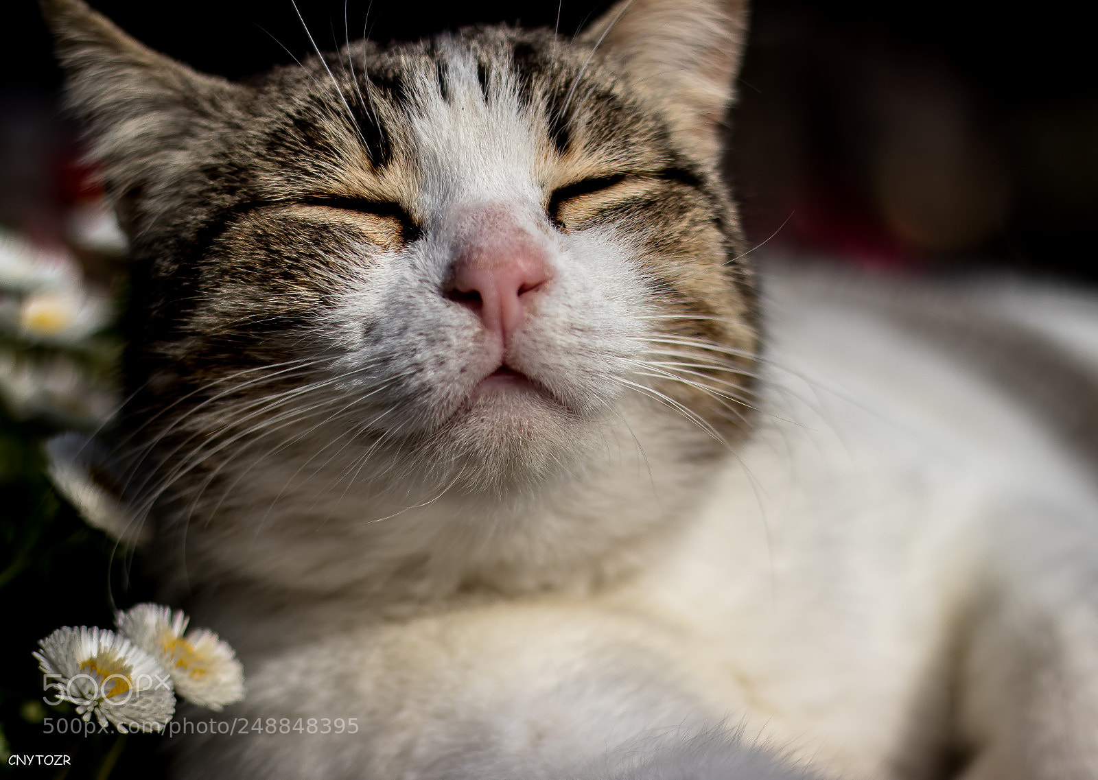 Canon EOS 800D (EOS Rebel T7i / EOS Kiss X9i) sample photo. Smiling cat photography