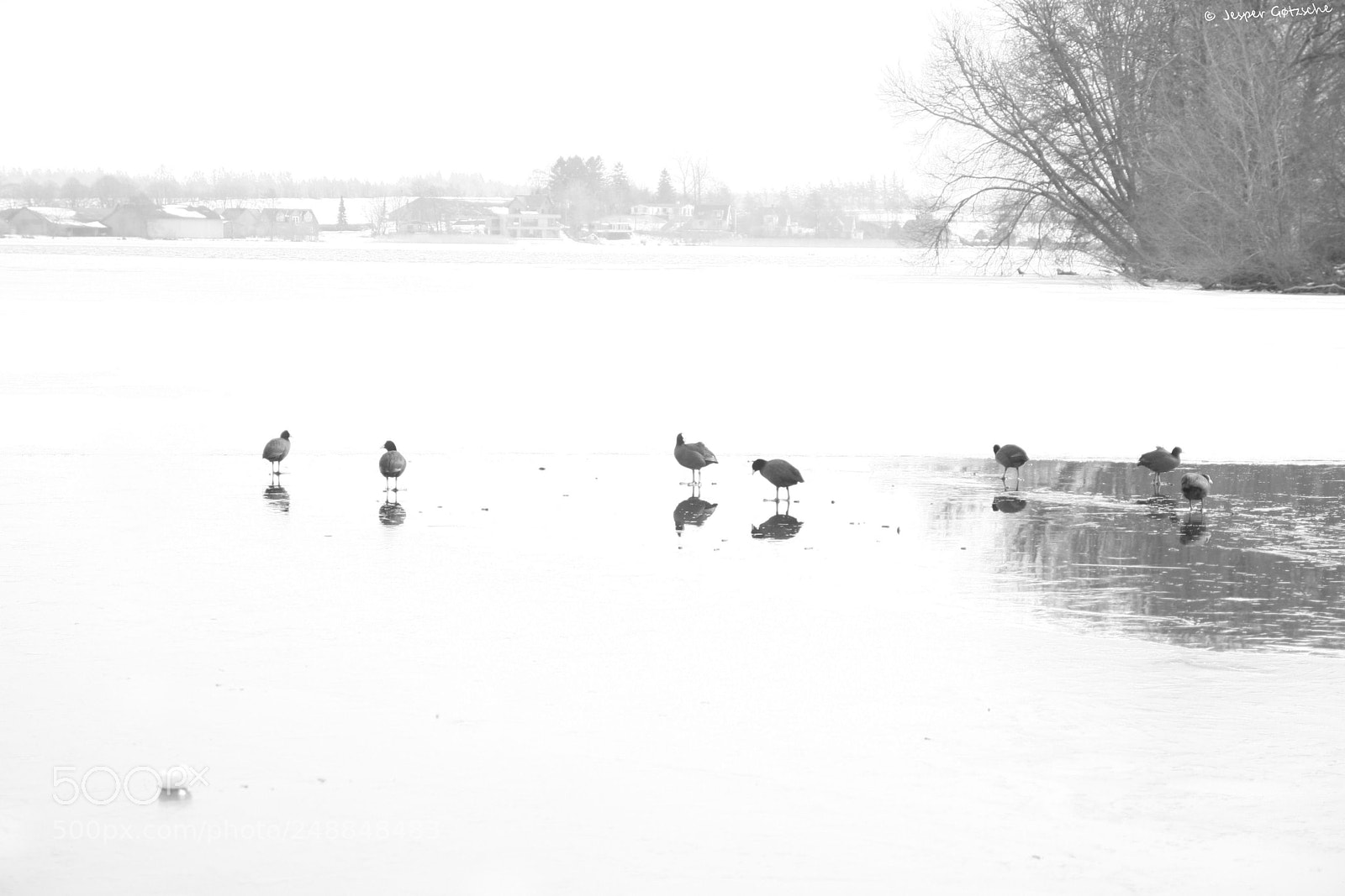 Canon EOS 40D sample photo. Coots photography