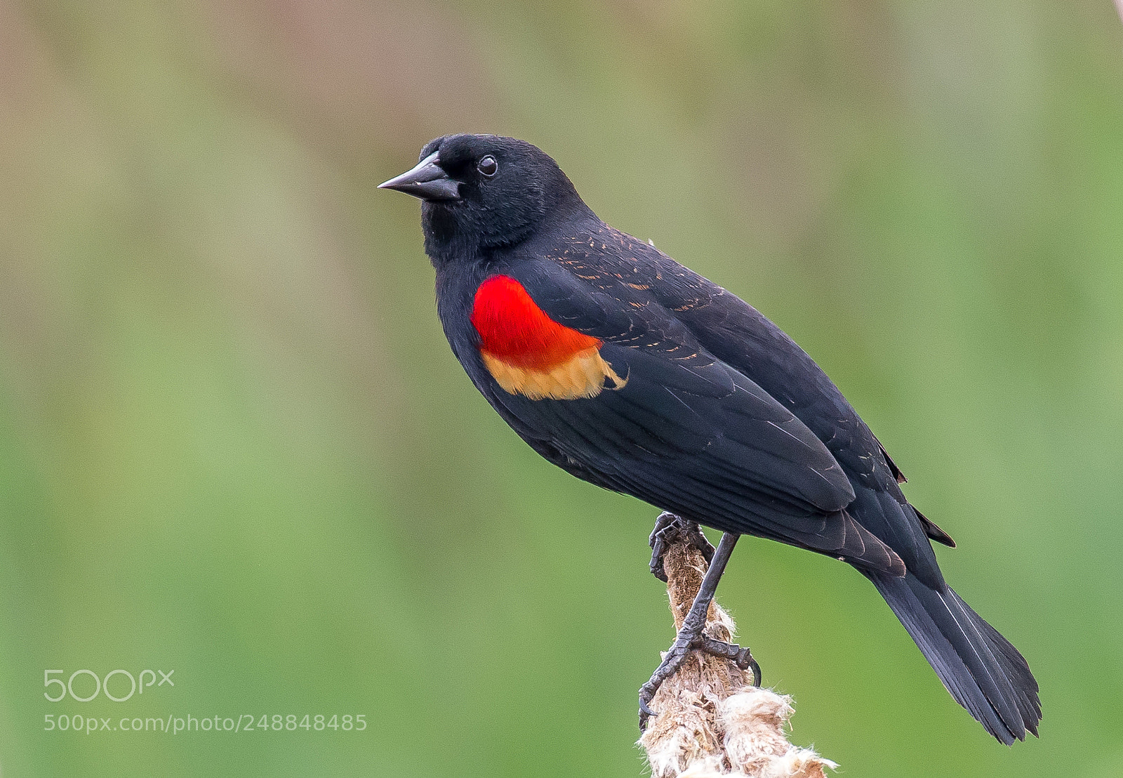 Canon EOS 7D Mark II sample photo. Red-winged black bird photography