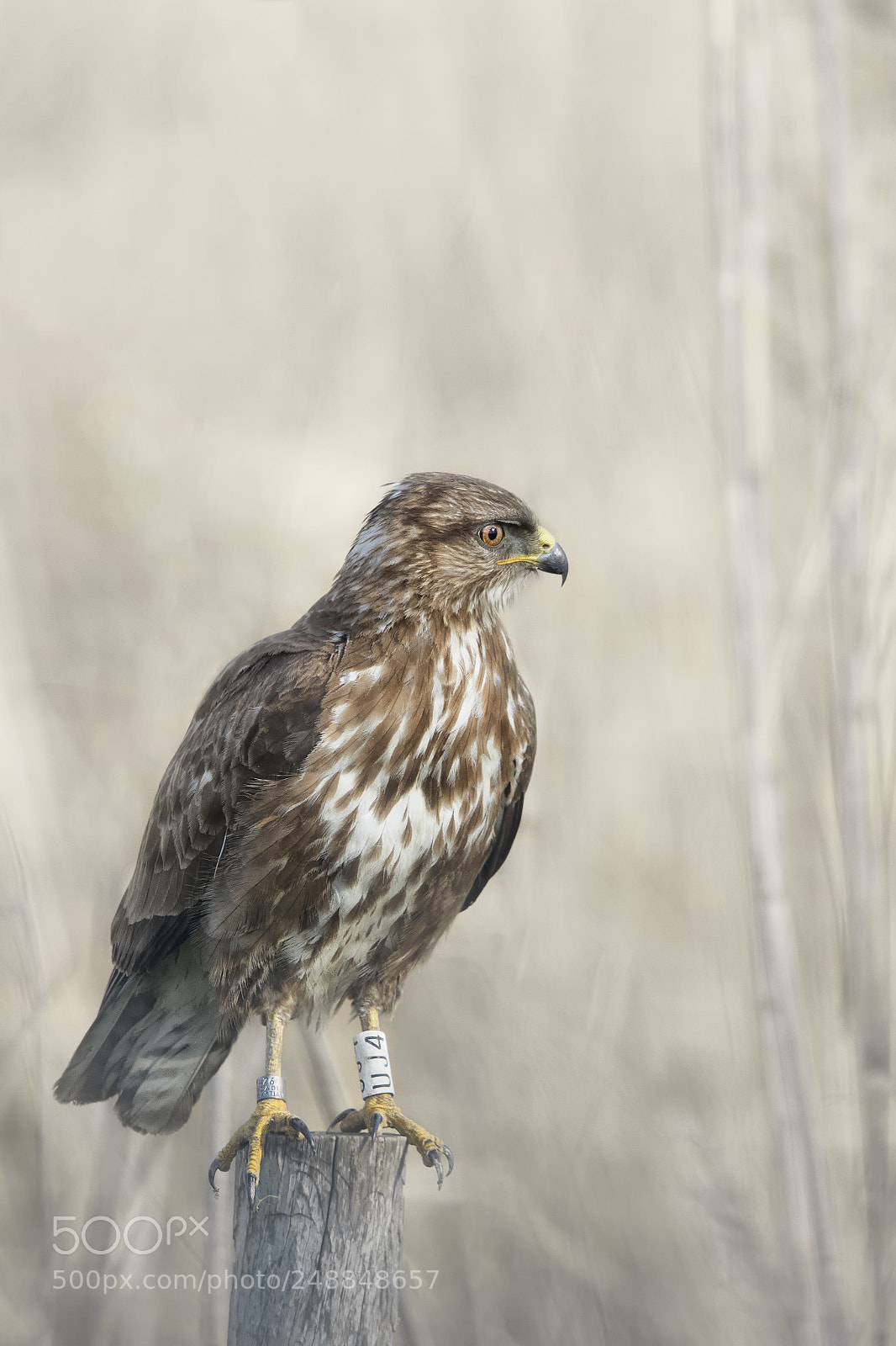 Canon EOS 7D Mark II sample photo. Common buzzard photography