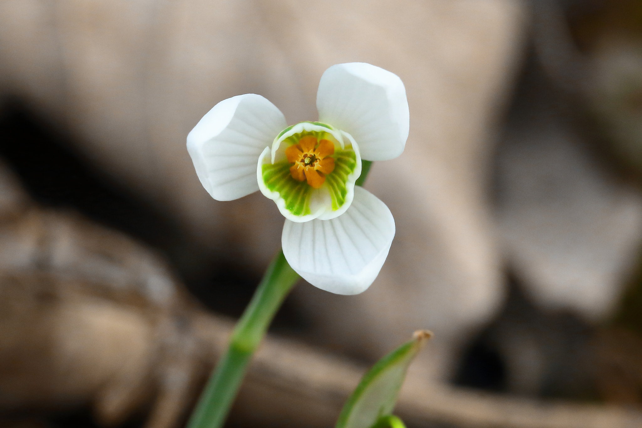 Canon EOS 700D (EOS Rebel T5i / EOS Kiss X7i) sample photo. A snowdrop is looking at you photography
