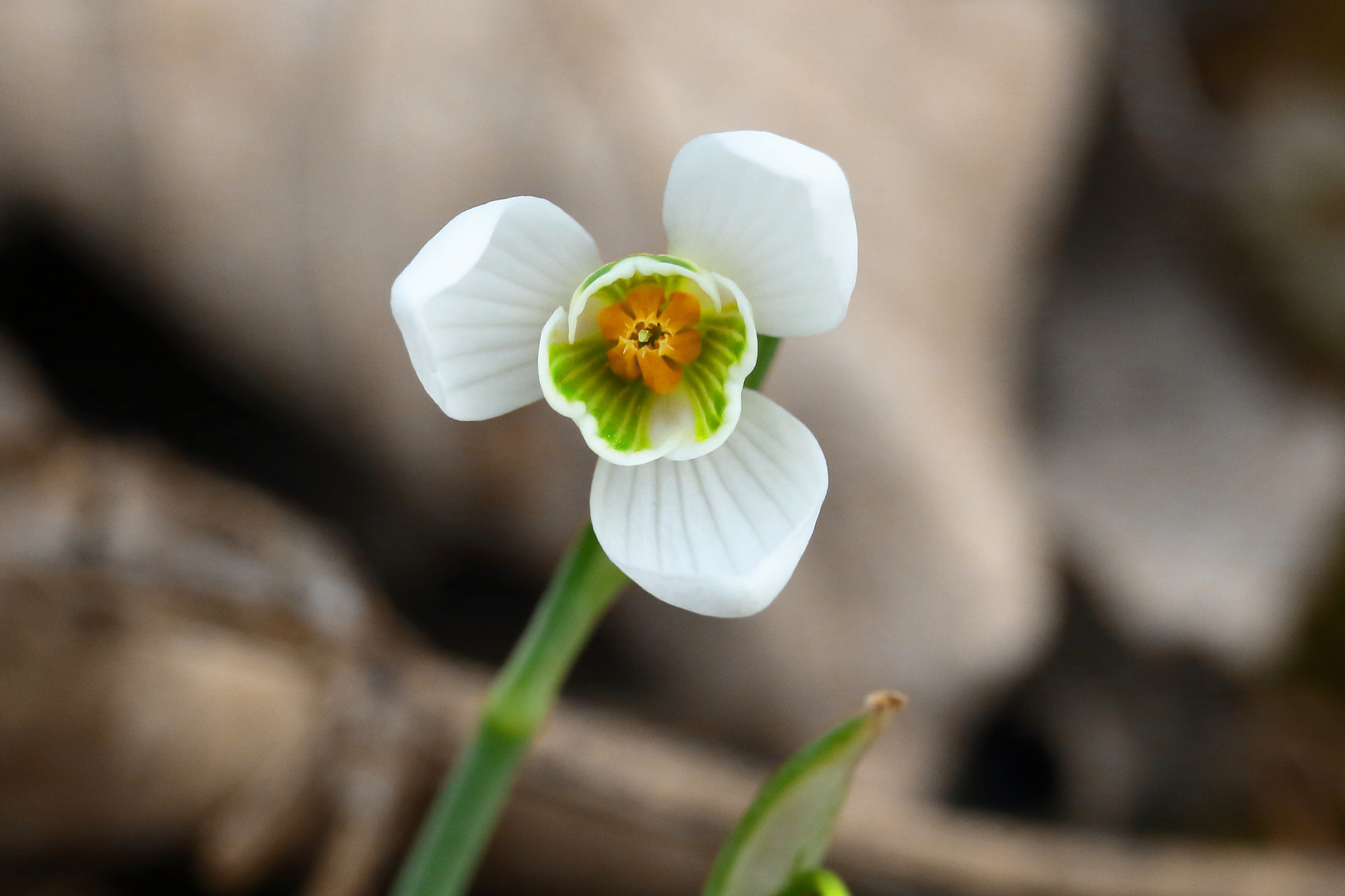 Canon EOS 700D (EOS Rebel T5i / EOS Kiss X7i) + Sigma 105mm F2.8 EX DG OS HSM sample photo. A snowdrop is looking at you photography