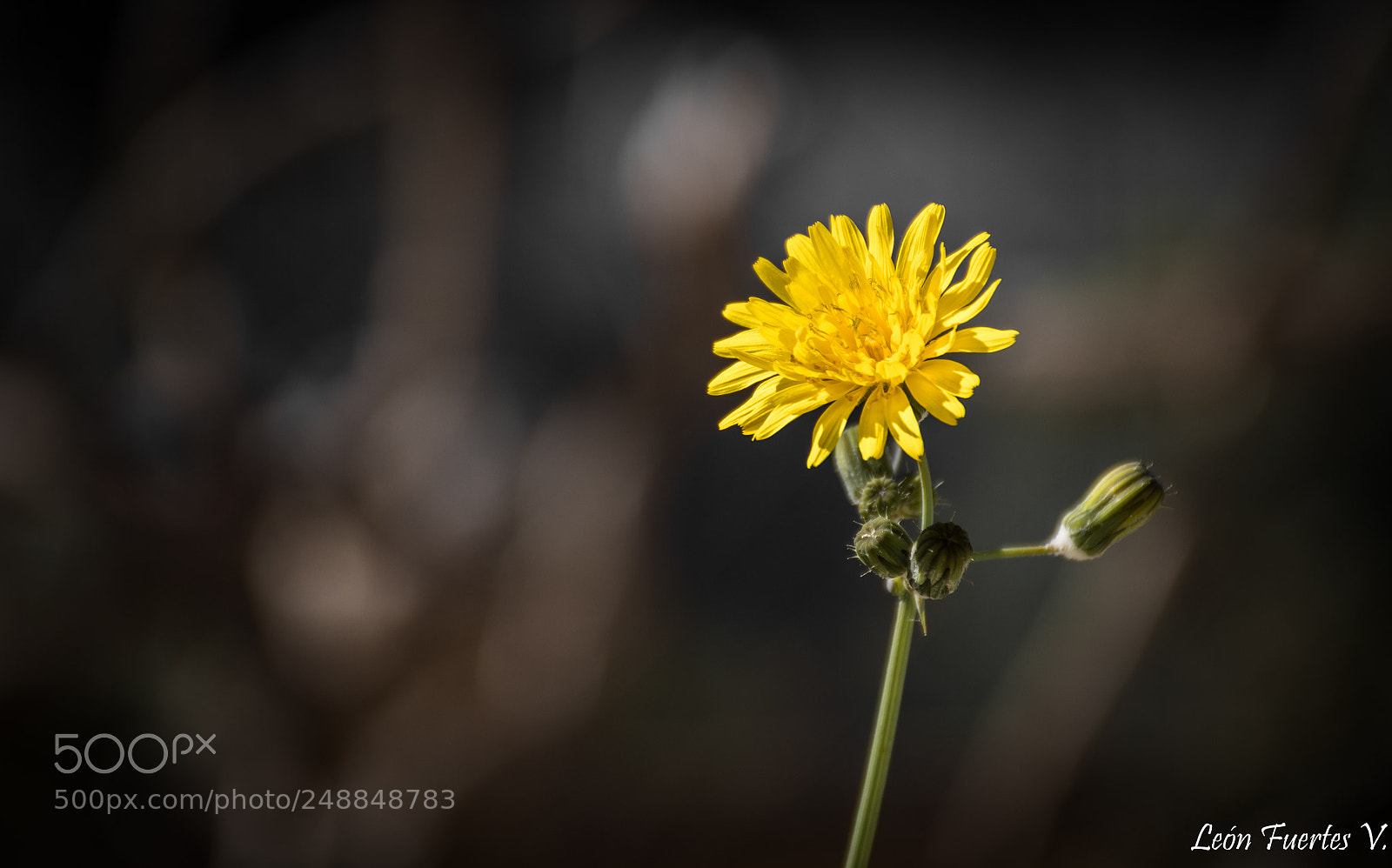 Nikon D7500 sample photo. Spring is coming. la photography
