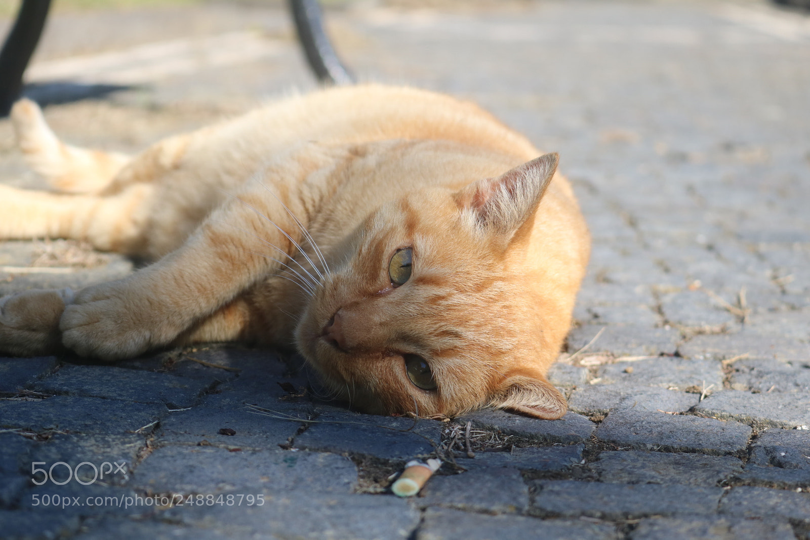 Canon EOS 750D (EOS Rebel T6i / EOS Kiss X8i) sample photo. Untitled photography