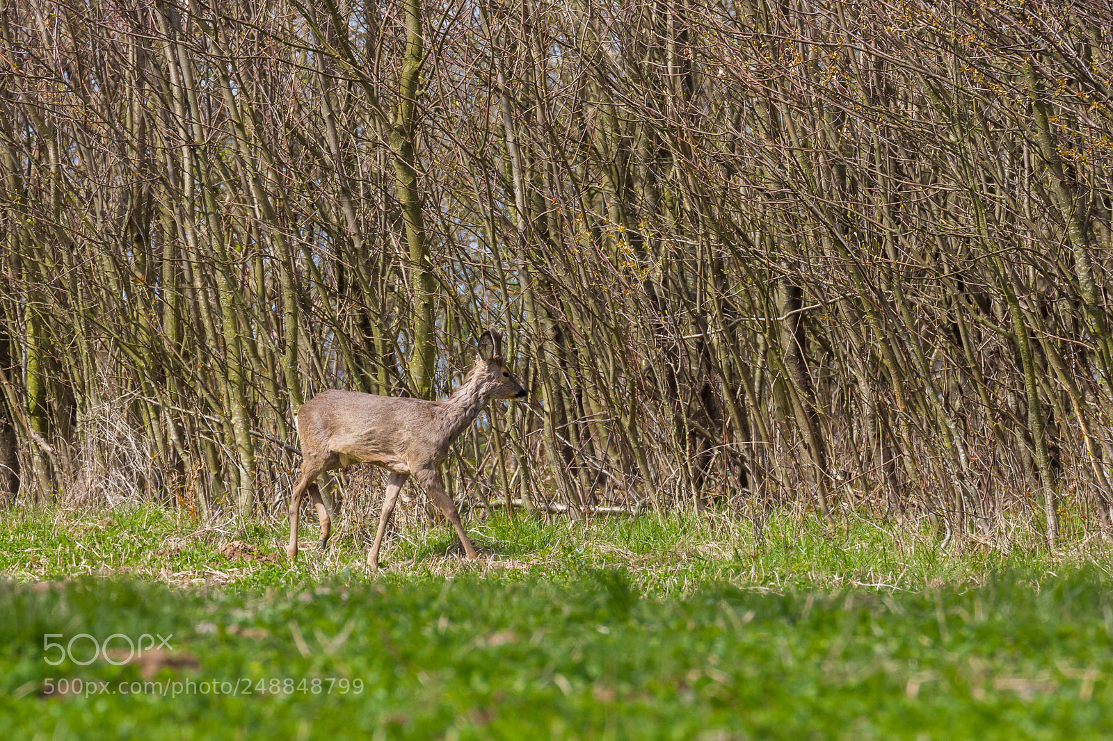 Canon EOS 60D sample photo. Young roe deer buck photography