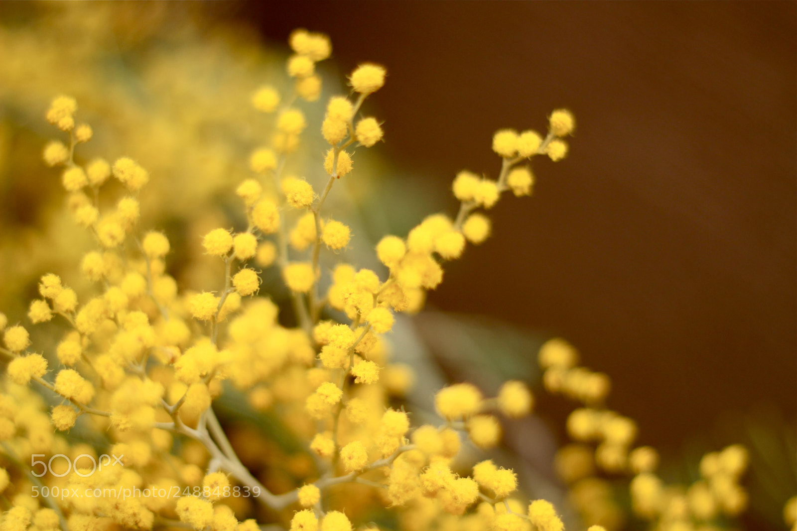 Canon EOS 600D (Rebel EOS T3i / EOS Kiss X5) sample photo. Mimosa photography