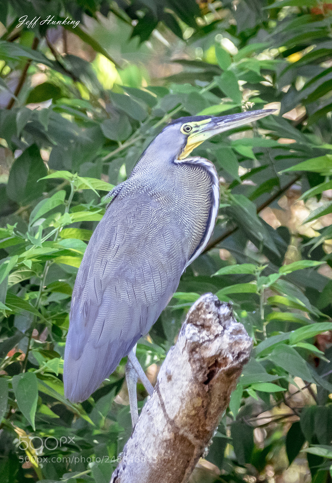 Canon EOS 7D Mark II sample photo. Bare throated tiger heron. photography