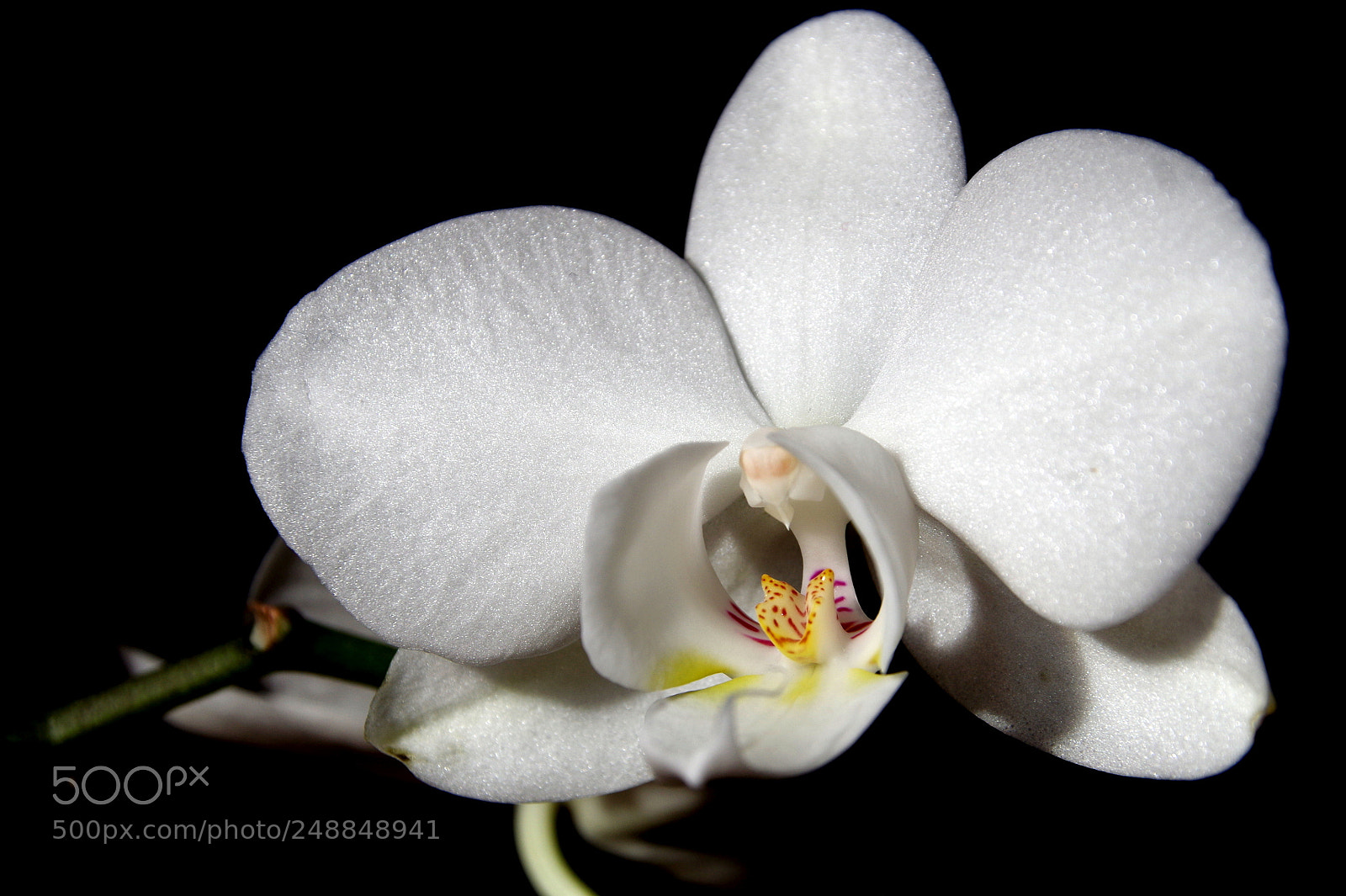 Pentax K-50 sample photo. White orchid photography