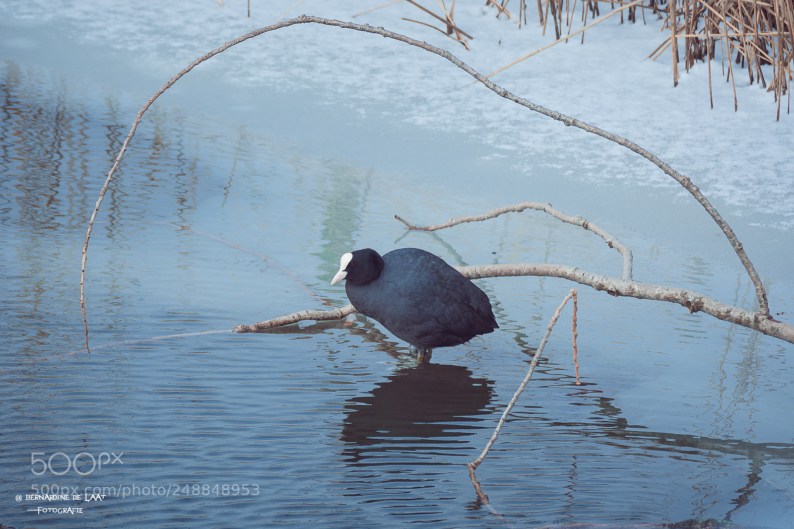 Nikon D7100 sample photo. Alone in the cold photography