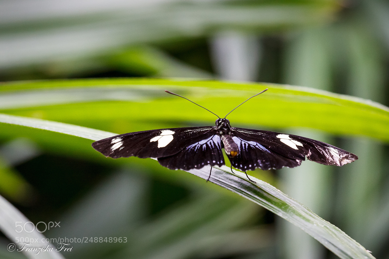 Canon EOS 50D sample photo. Butterfly - the second photography
