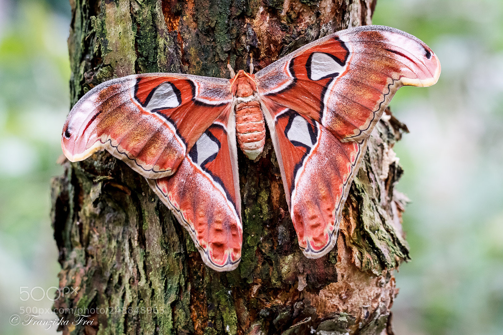 Canon EOS 50D sample photo. Butterfly - the first photography
