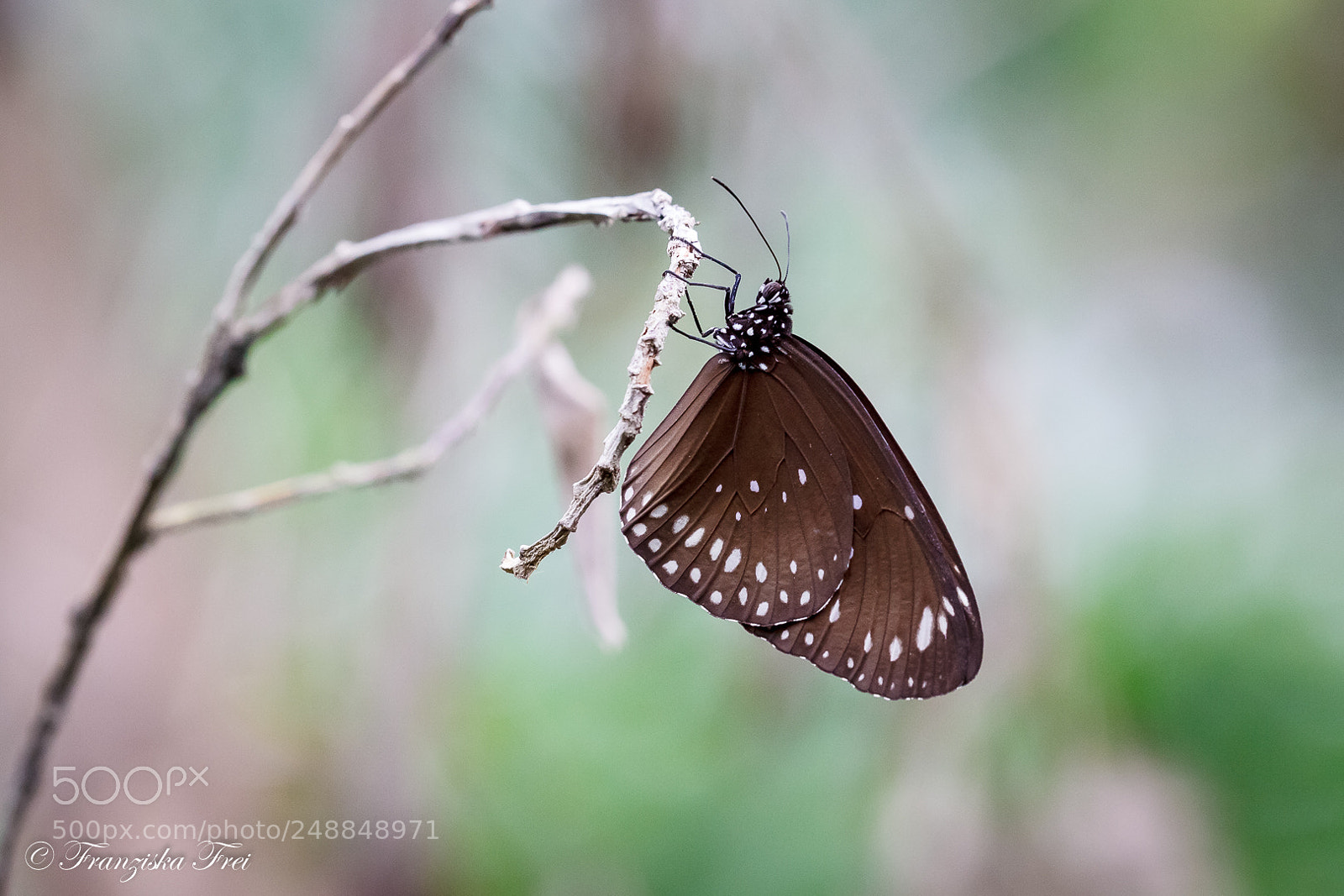 Canon EOS 50D sample photo. Butterfly - the third photography
