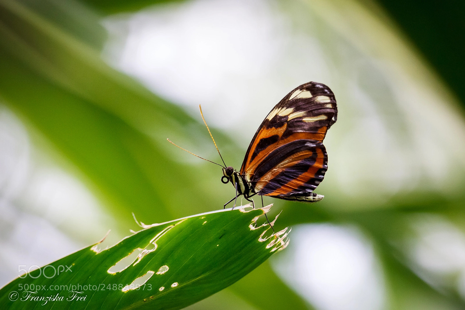 Canon EOS 50D sample photo. Butterfly - the fourth photography