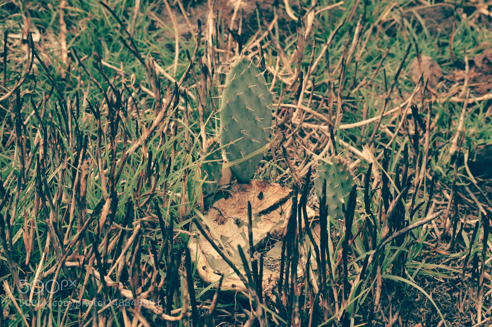 Nikon D3200 sample photo. Untitled photography