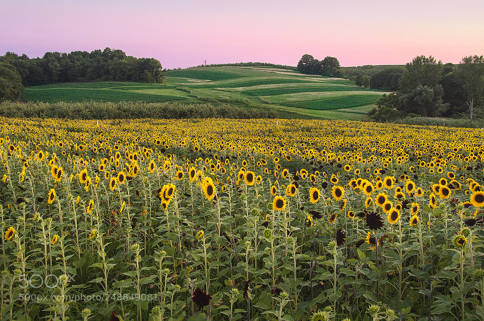 Nikon D90 sample photo. Golden field photography