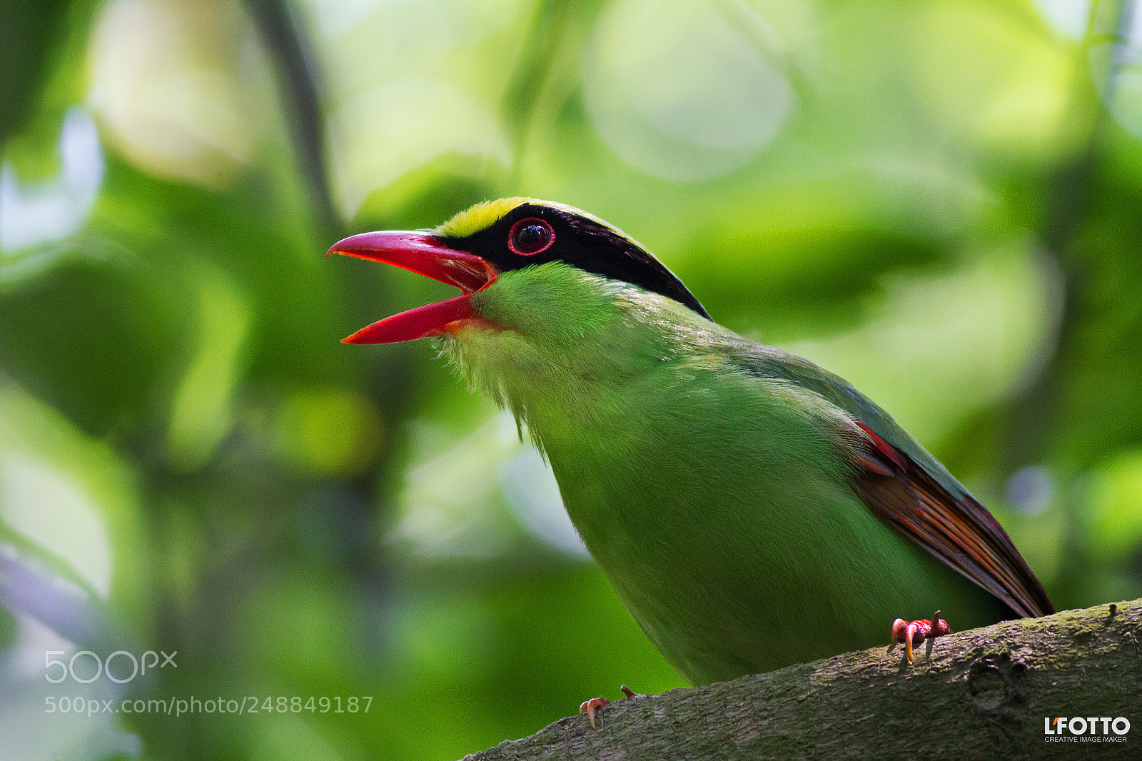 Canon EOS 7D sample photo. Common green magpie photography