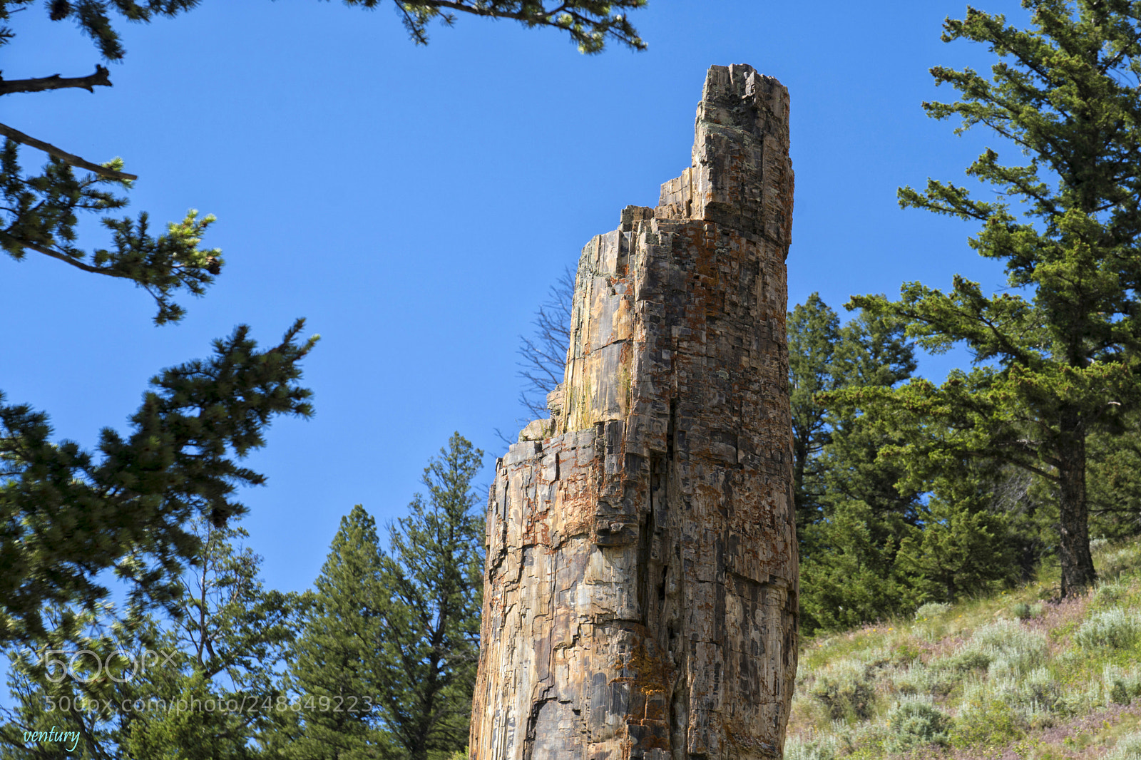 Sony a6500 sample photo. Petrified tree photography