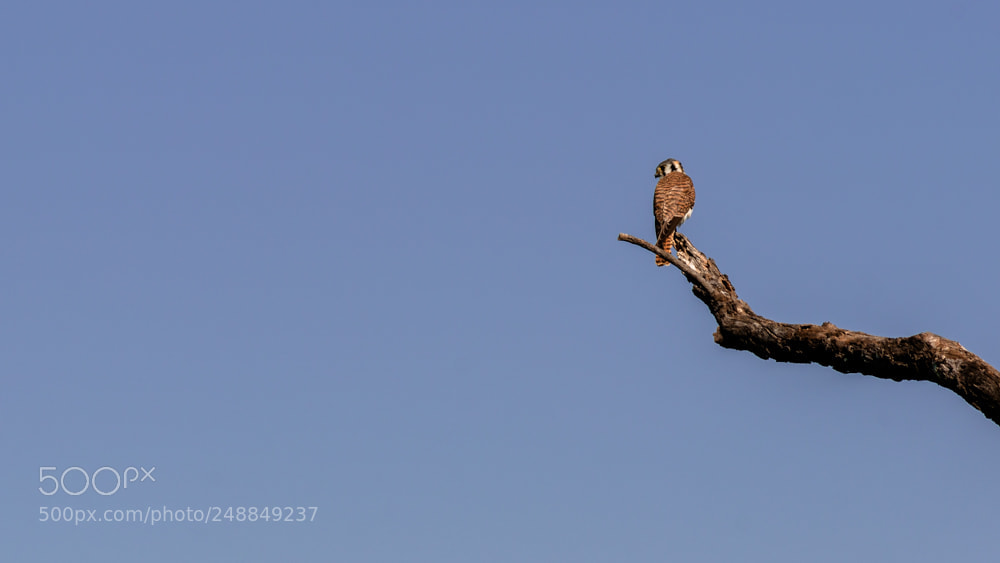 Nikon D3200 sample photo. Untitled photography