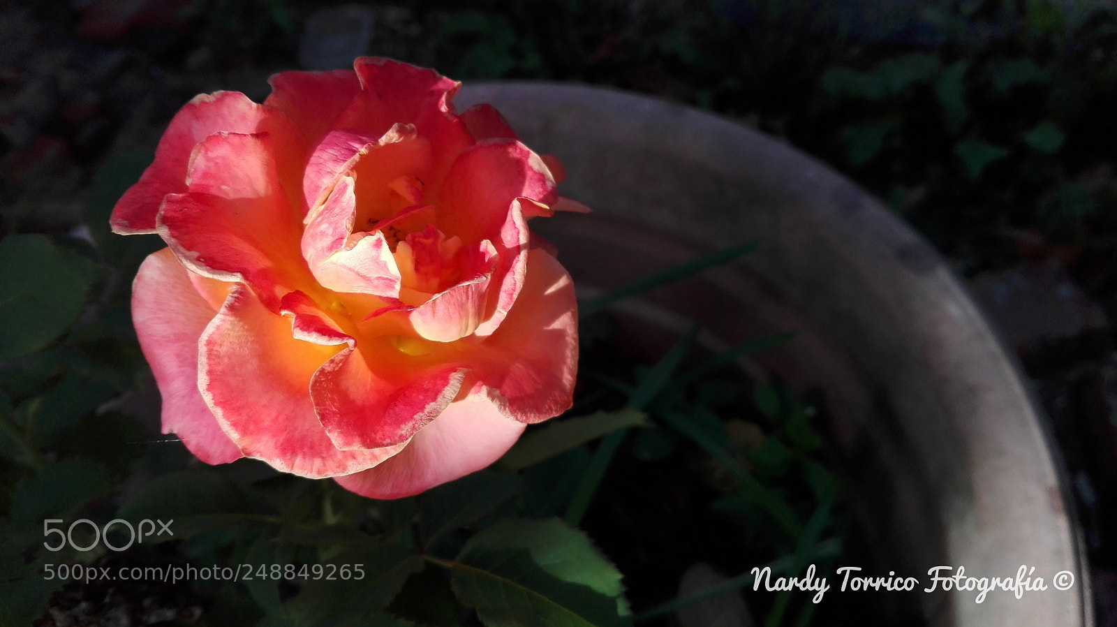 HUAWEI Y6II sample photo. Rose photography