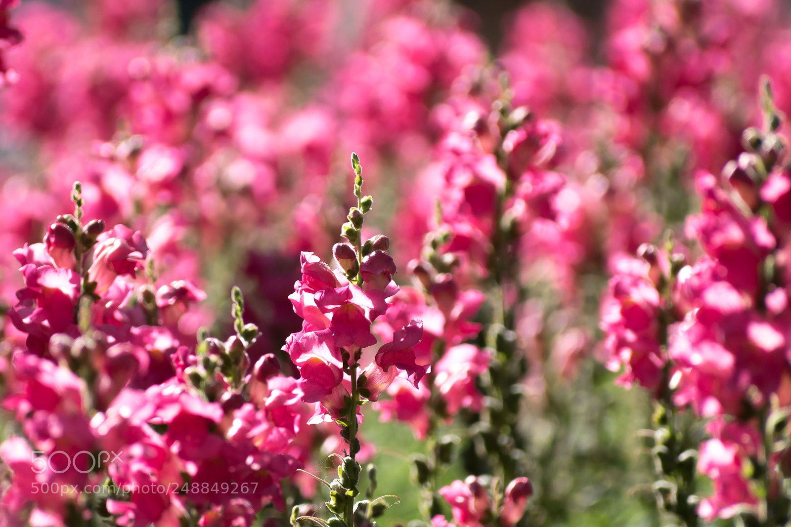 Nikon D5600 sample photo. Spring photography