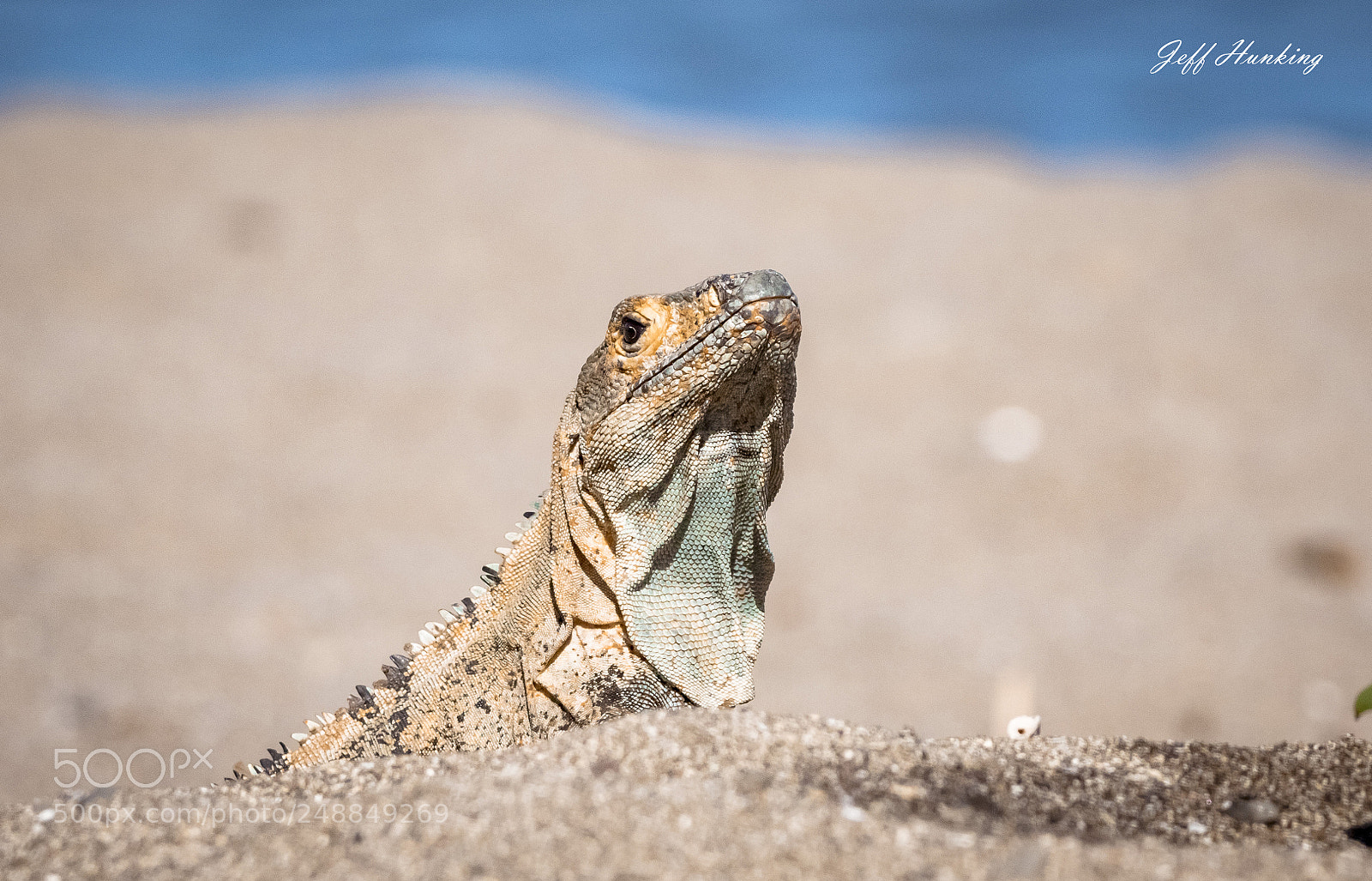 Canon EOS 7D Mark II sample photo. Beach bum. photography